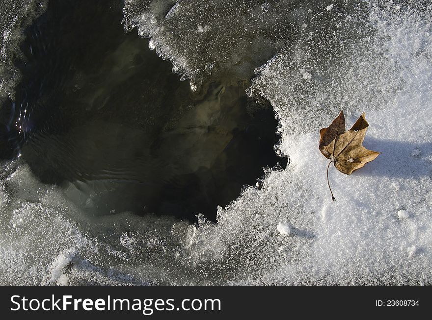 Dead Leaf On The Ice