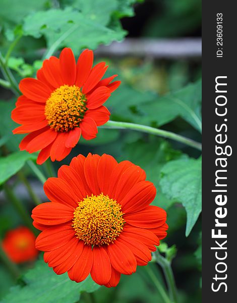 Two red zinnia flower head