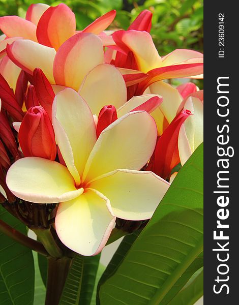 Plumeria Flower