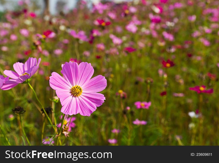 Pink Cosmos flowers