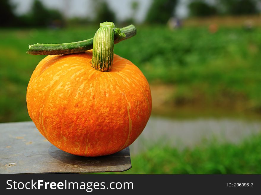 Pumpkin plants with rich harvest on a field ready to be harvested