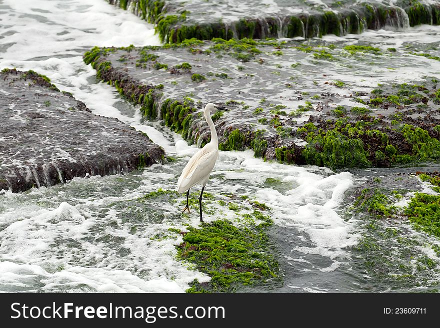 Heron in nature on the sea shore on the rocks