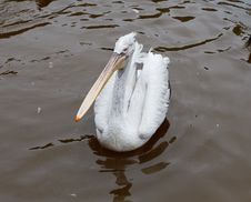 Pelican At The Zoo Royalty Free Stock Photo