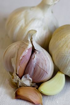 Garlic Royalty Free Stock Photos Garlic Royalty Free Stock Photos