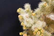 Cholla Cactus Profusion Royalty Free Stock Images