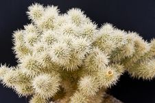 Desert Cholla Cactus Royalty Free Stock Image