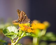 Butterfly On Lantana Royalty Free Stock Photo Butterfly On Lantana Royalty Free Stock Photo