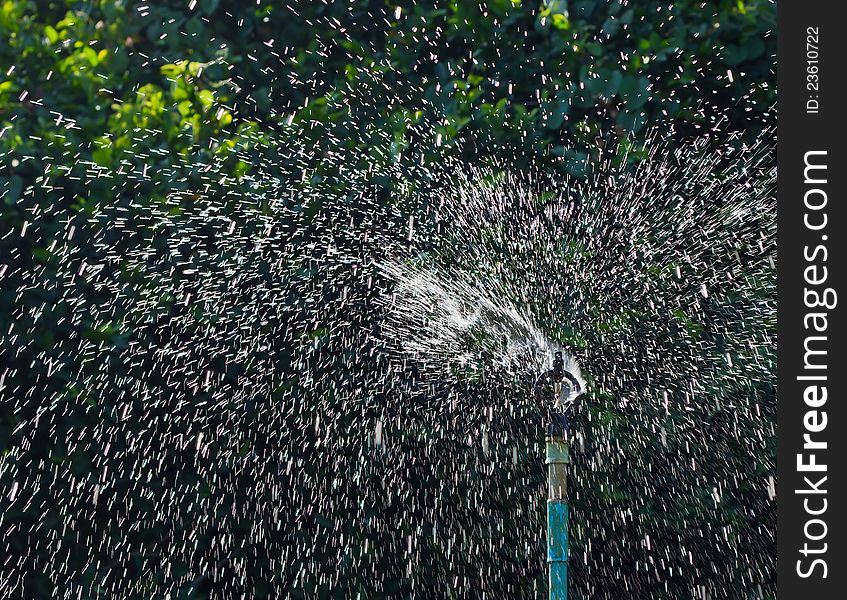 Distribution of water from the sprinkler. Distribution of water from the sprinkler.