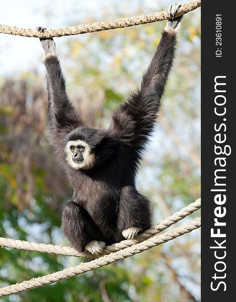 Gibbon monkey on a rope weighs in zoo