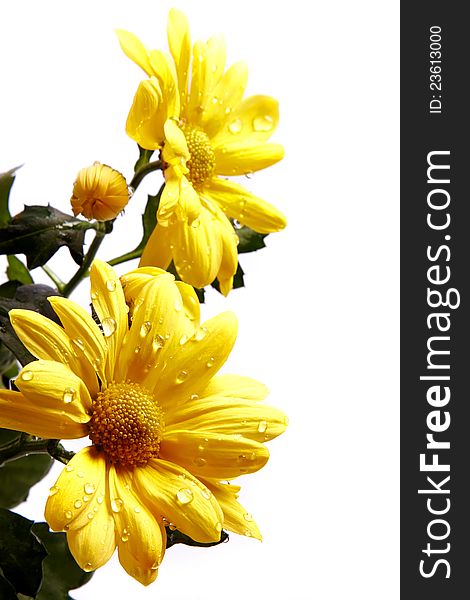Bouquet of yellow chrysanthemums on a white background