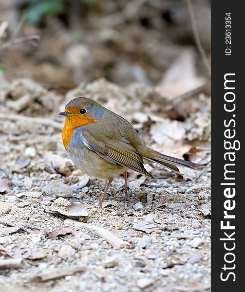 Cute robin is on the ground