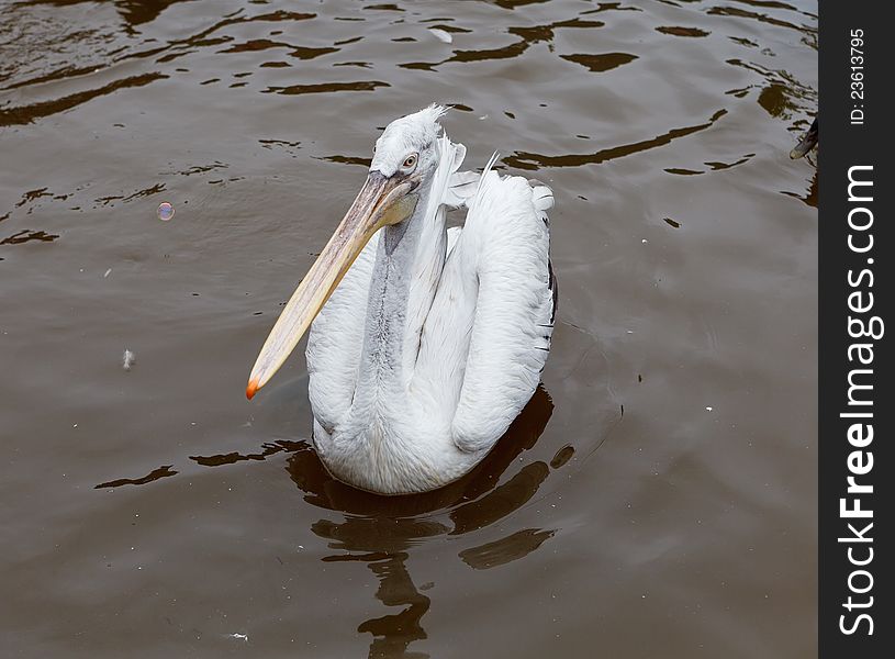 Pelican bird at the Dalian Zoo, China. Pelican bird at the Dalian Zoo, China