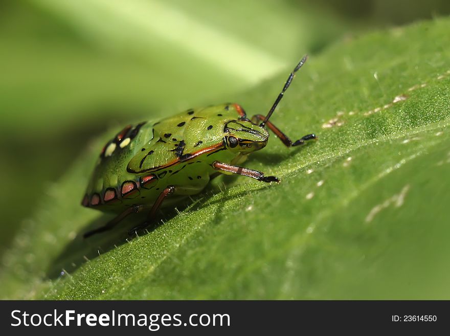 Palomena Prasina Bug