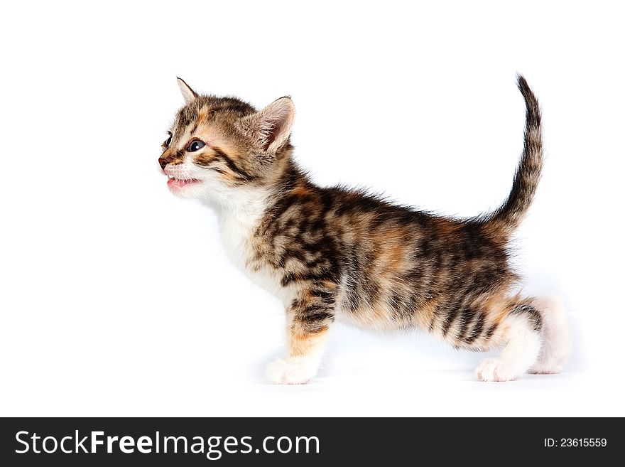 Multi-colored Small kitten