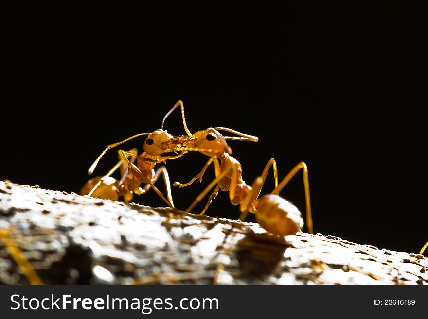 Two red weaver ants exchange the food