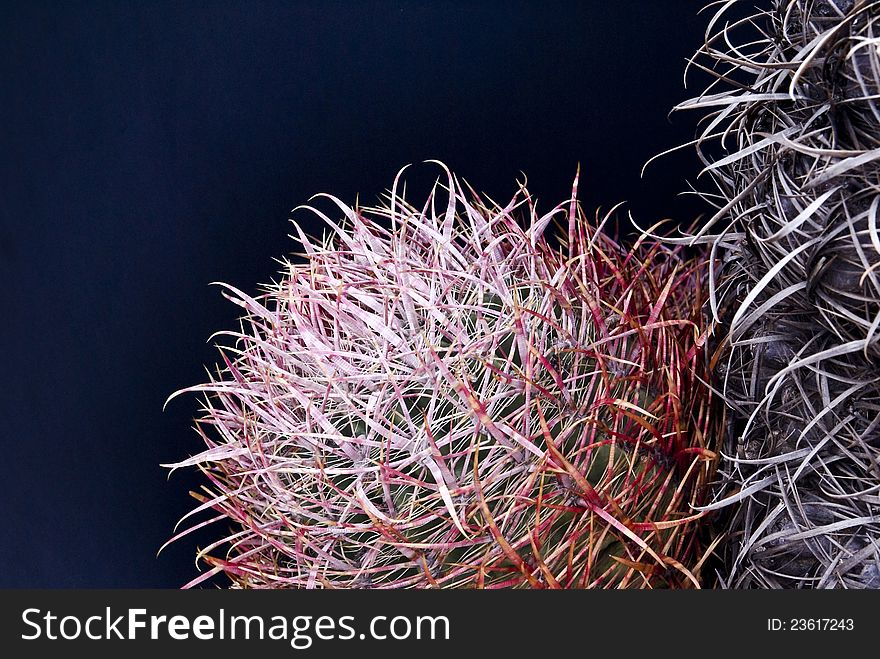 Barrel Cactus Close-up