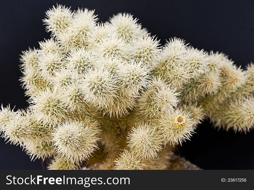 Desert Cholla cactus in spring with a black background