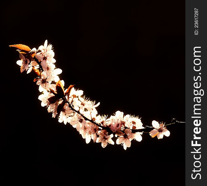 A flowering branch on black background. A flowering branch on black background