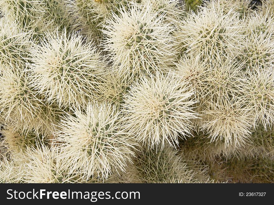 Cholla Cactus Close-up