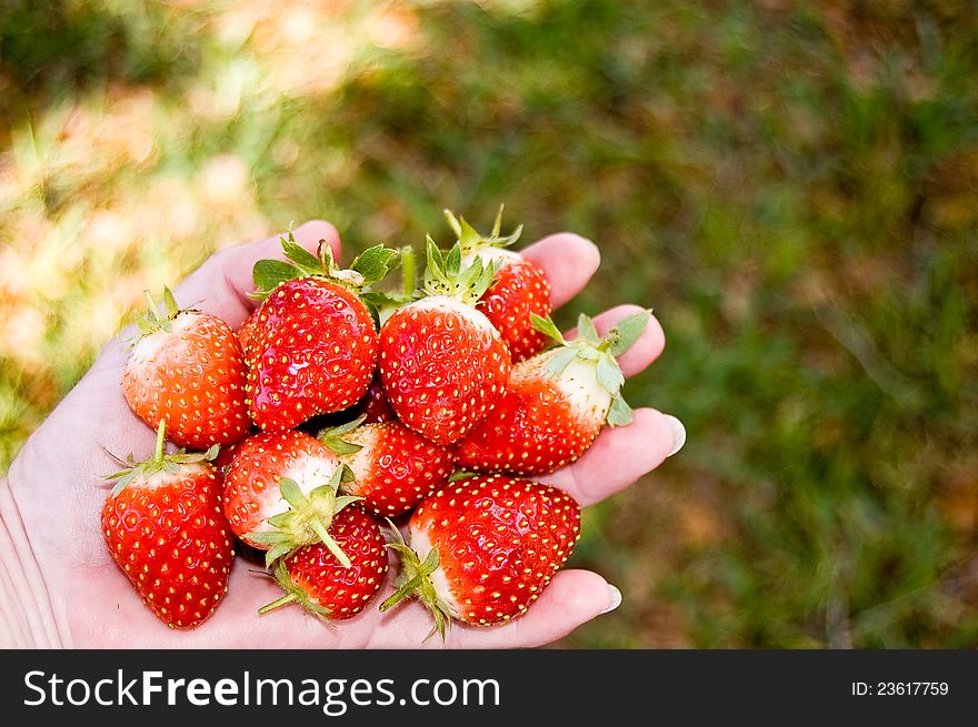 Fresh strawberries from the garden.