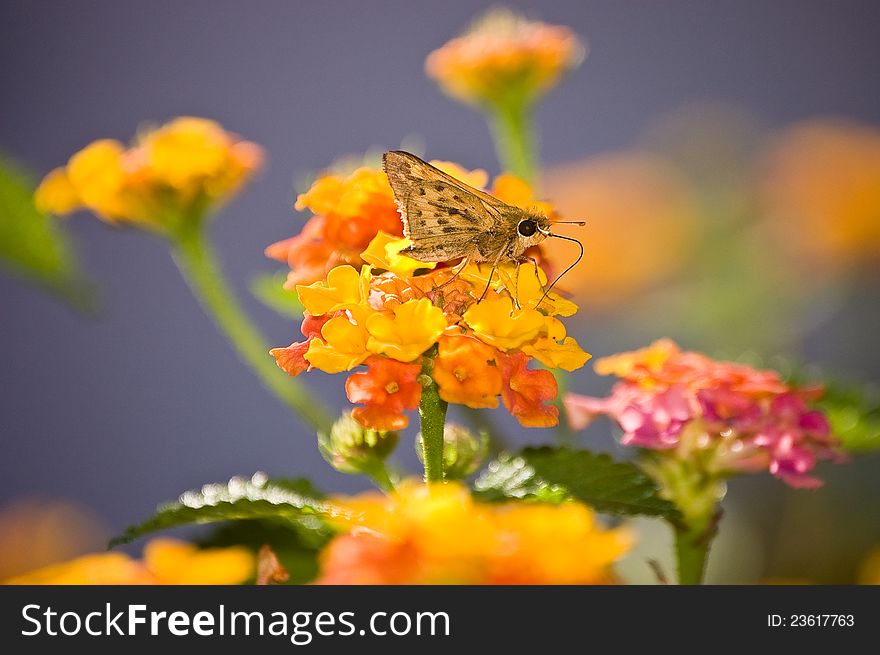 A fiery skipper (hylephia phyleus) butterfly on a lantana flower.