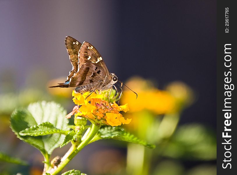 A long tailed skipper (urbanus proteus) butterfly on a lantana flower. A long tailed skipper (urbanus proteus) butterfly on a lantana flower.
