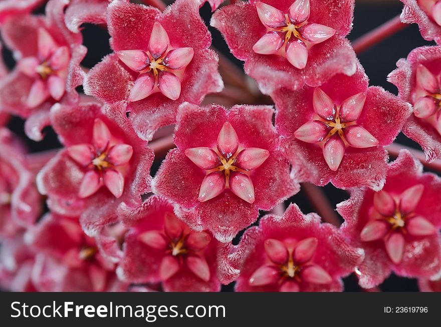 Macro of wax plant (Hoya Pubicalyx)