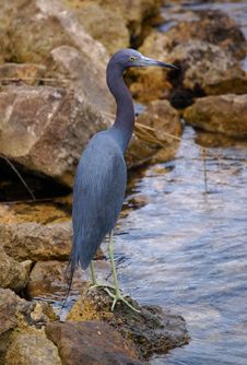 Little Blue Heron Royalty Free Stock Images Little Blue Heron Royalty Free Stock Images
