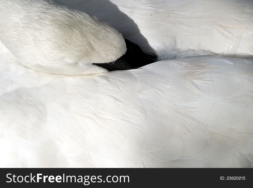 Picture of swan resting head on back