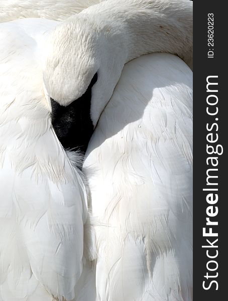 Swan resting head on back