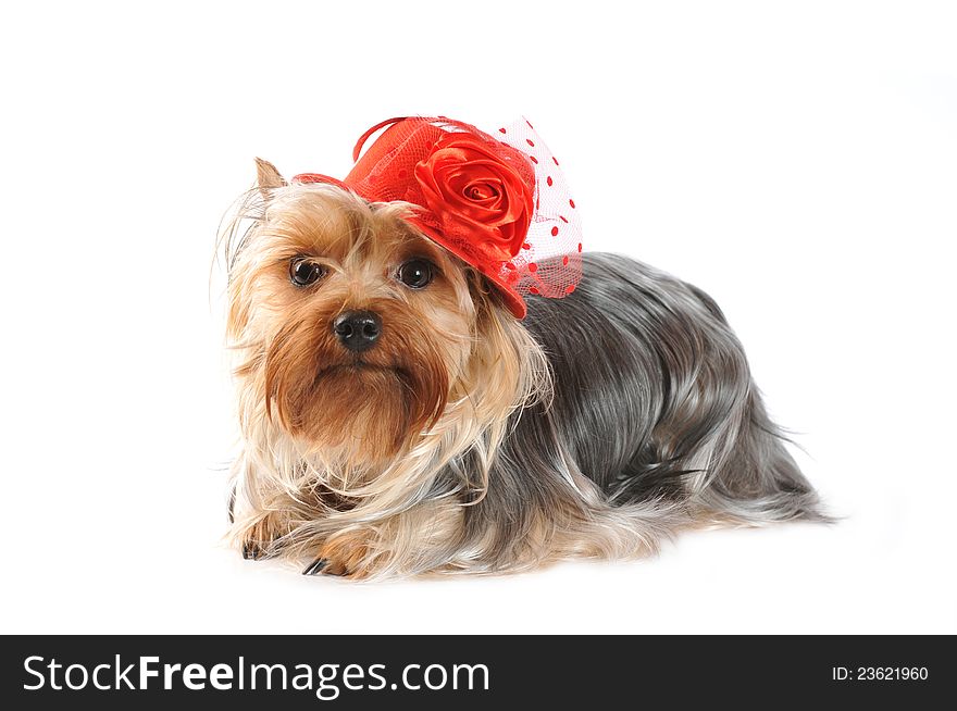 Yorkshire terrier portrait in red hat isolated on white and looking at camera
