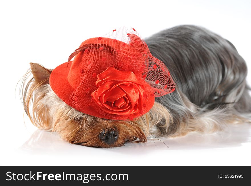 Portrait of lying yorkshire terrier under red hat. Portrait of lying yorkshire terrier under red hat.