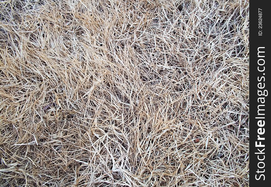 Dry lawn grass
