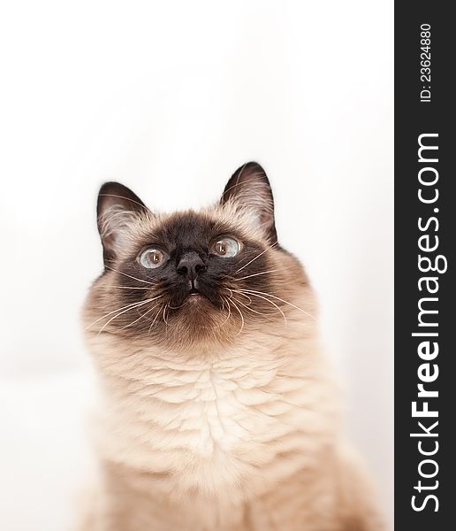 Balinese cat breed is curious looking to