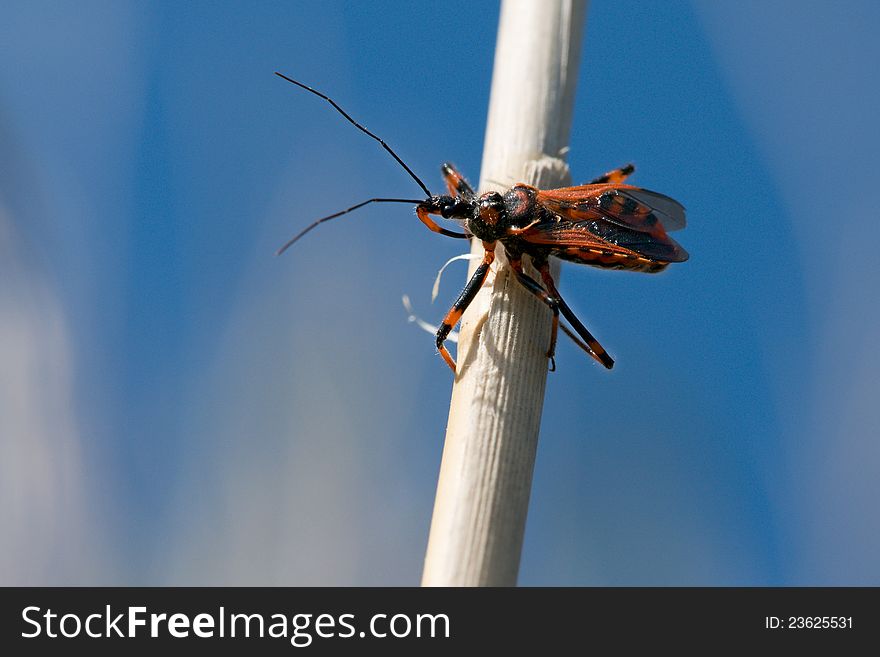 Predatory insects Rhynocoris iracundus on a blue background