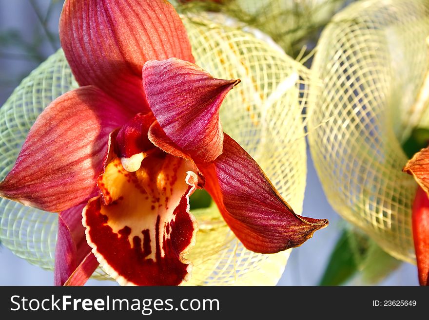 Bright red orchid with decorative mesh of the bunch
