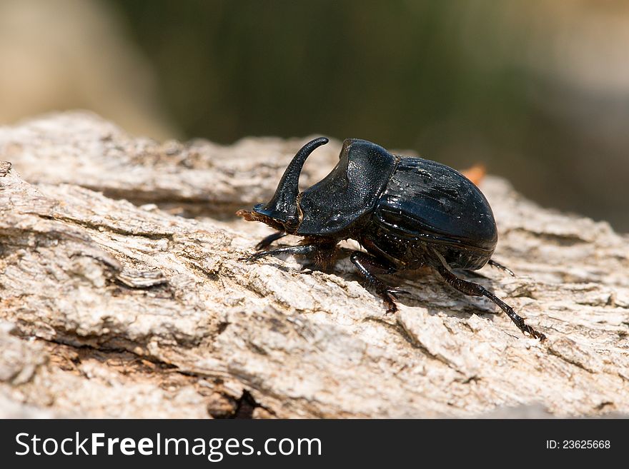 The male beetle Copris lunaris sitting on a stump