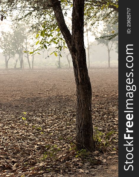 The tree on dried ground in winter