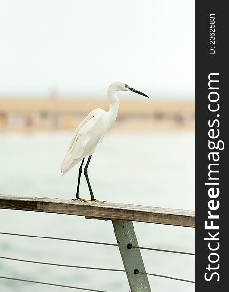 Heron standing on the fence and watching the sea