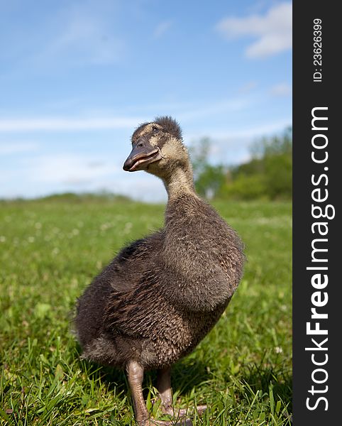 A young Rouen duckling surveys the sky for danger. A young Rouen duckling surveys the sky for danger