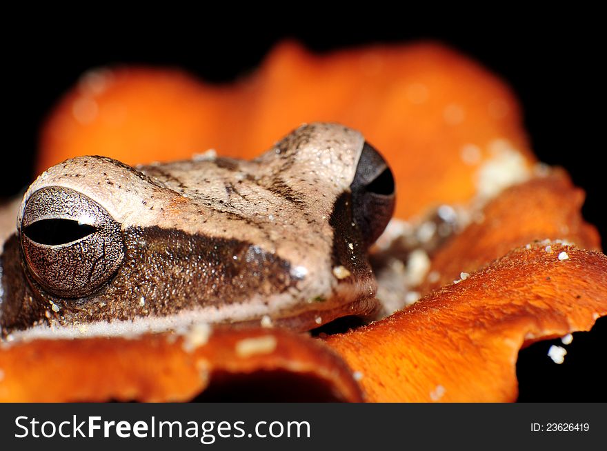 A tiny frog inside a mushroom cup.