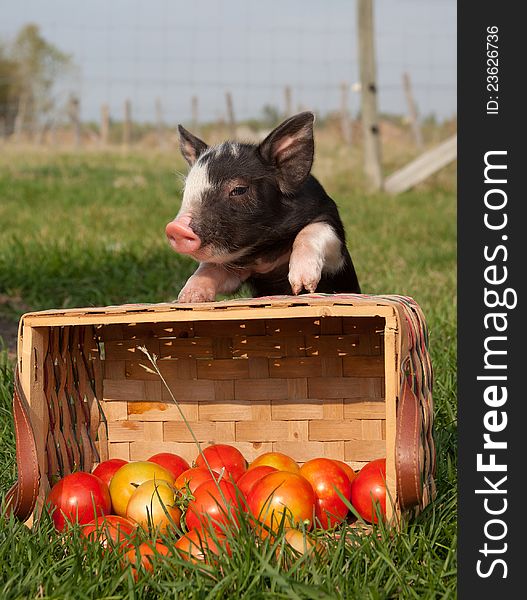 Piglet with tipped over basket of fresh tomatoes. Piglet with tipped over basket of fresh tomatoes
