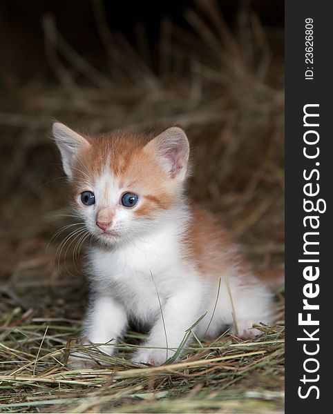 Wide-eyed kitten in the hay loft. Wide-eyed kitten in the hay loft