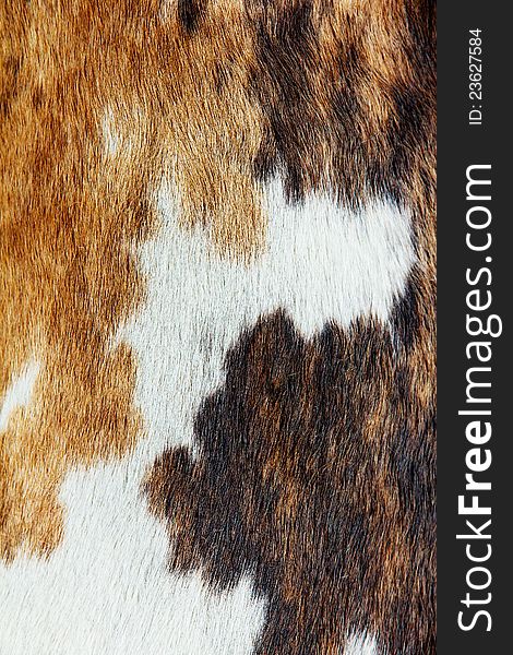 Close up image of cowhide background. Close up image of cowhide background