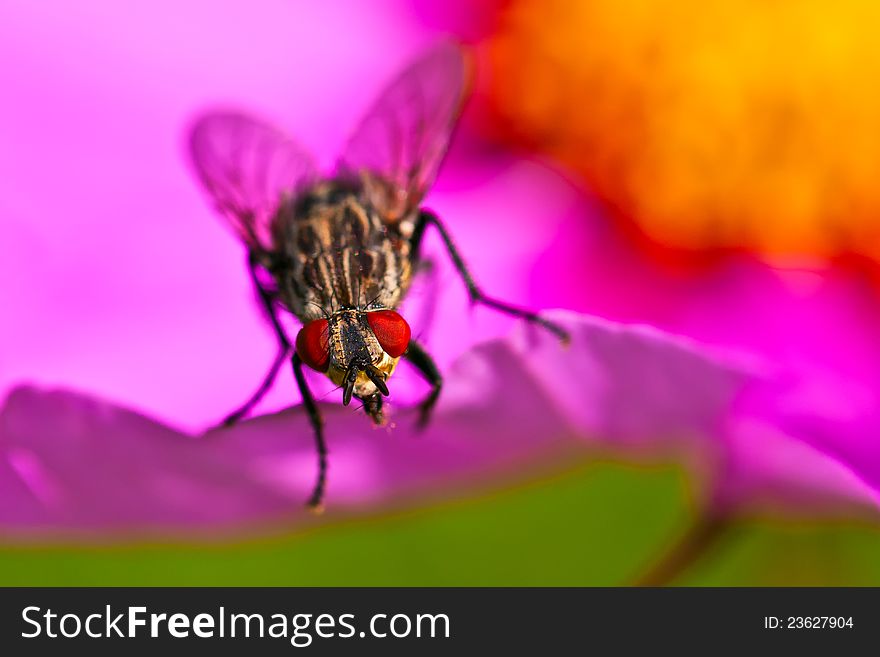 A fly to the flower garden