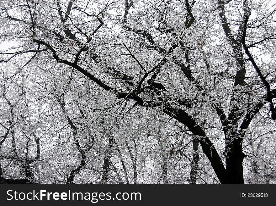 Close up of a frosty trees in park