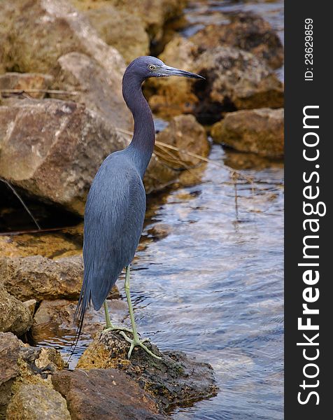 A Little Blue Heron on the edge of a mangrove.