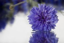 First Fresh Spring Flower Royalty Free Stock Photo First Fresh Spring Flower Royalty Free Stock Photo