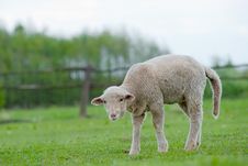 Cute Young Sheep Royalty Free Stock Image Cute Young Sheep Royalty Free Stock Image