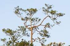Tree Top Royalty Free Stock Photo Tree Top Royalty Free Stock Photo